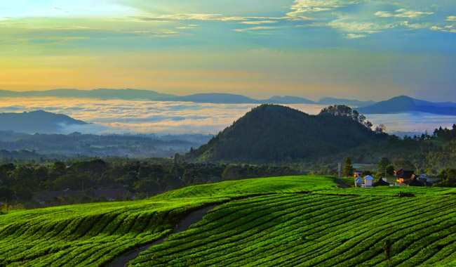 Ciater Tea Garden in Subang Regency Indonesia Ciater Tea Garden in Subang Regency Indonesia